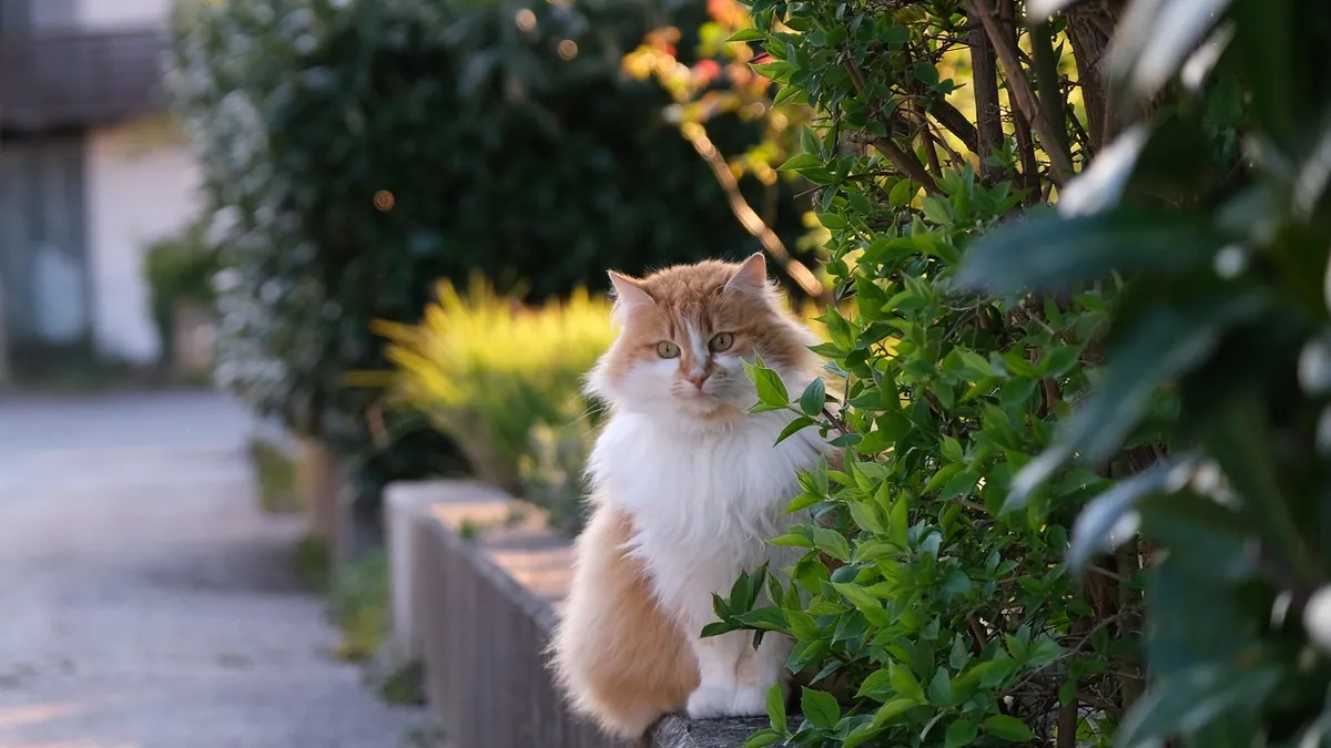 Is Yew Poisonous to Cats? Berries, Bushes and Signs