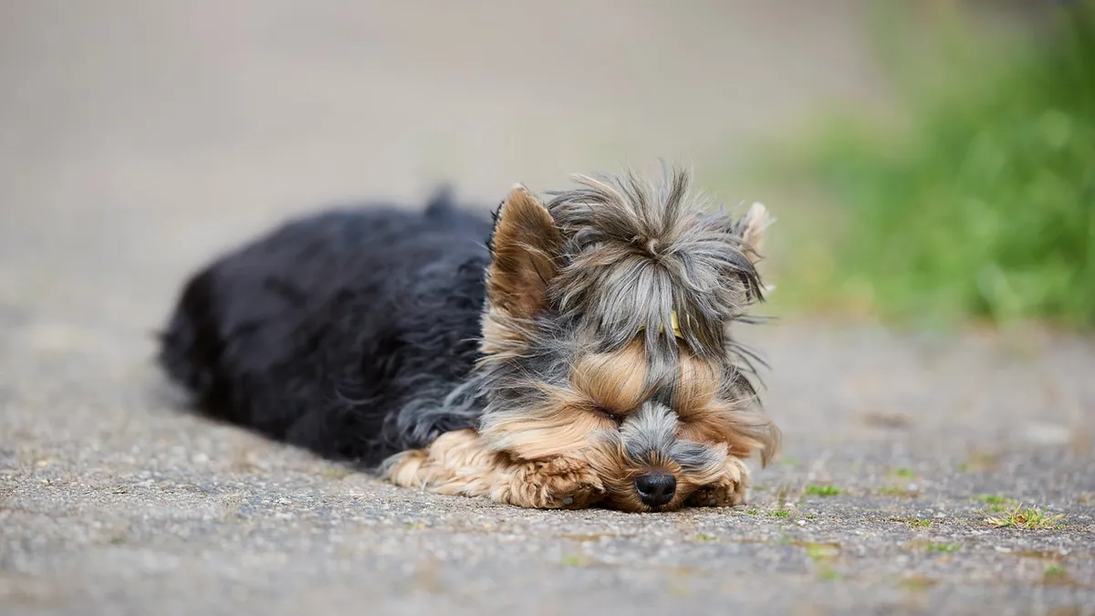 Yorkie Puppy Not Eating or Drinking: What to Do