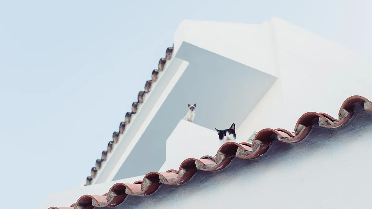 Zantac for Cats: Is It Safe and What Dose?