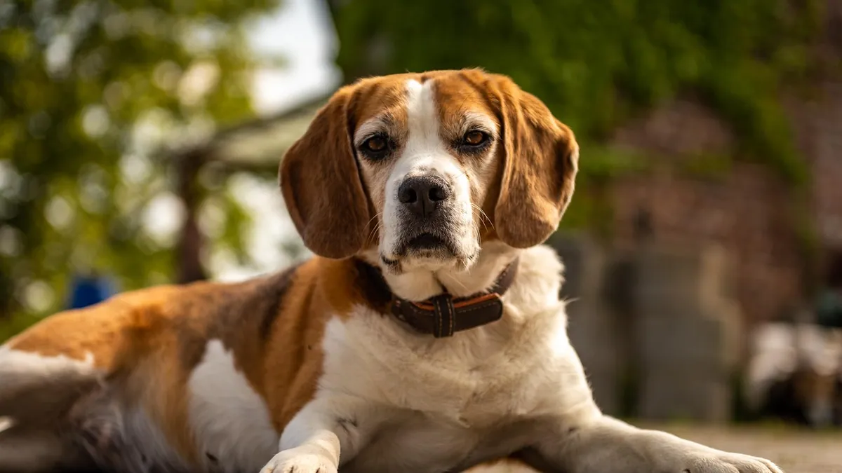 Zantac (Ranitidine) for Dogs: Dosage and Safety
