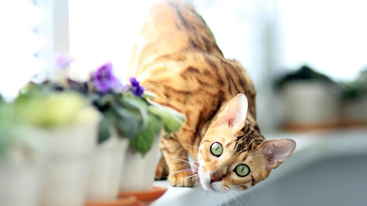 Is Zebra Plant Toxic to Cats? Succulent Safety Explained