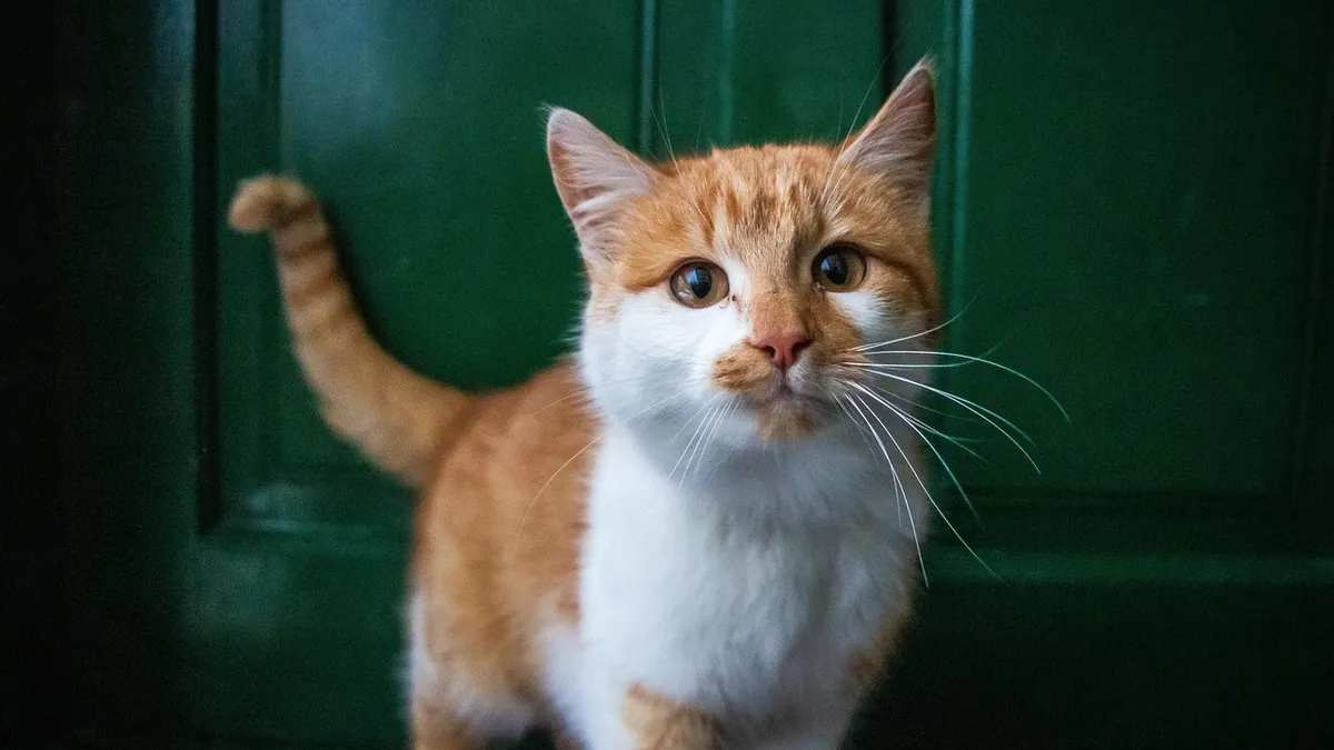 Is Zinc Chloride or Zinc Sulfate Toxic to Cats?