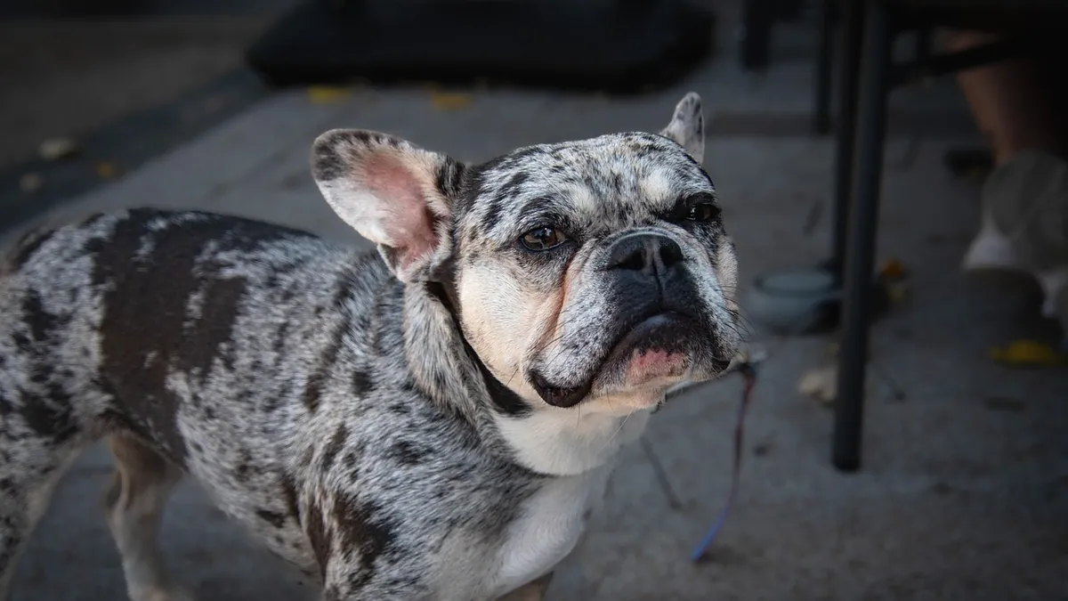 Zinc Deficiency in Dogs: Signs, Causes, and Treatment