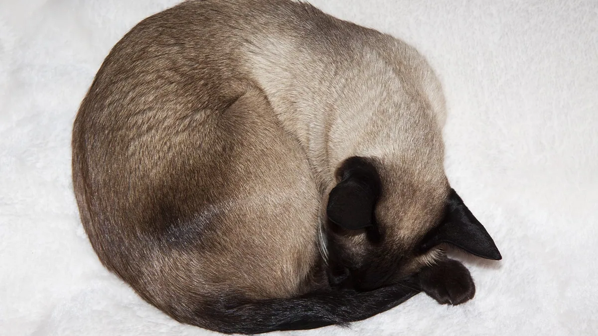 Is Zinc Oxide Toxic to Cats? Creams, Diaper Rash and More