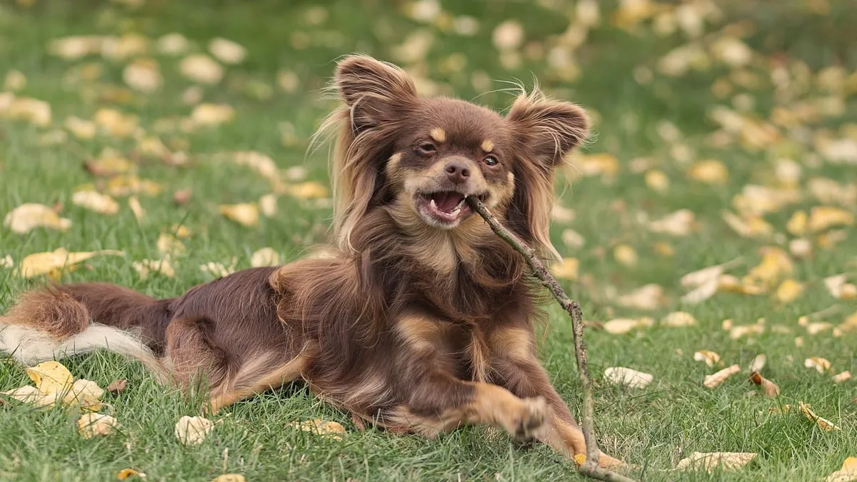 Is Zinc Phosphide Toxic to Dogs?