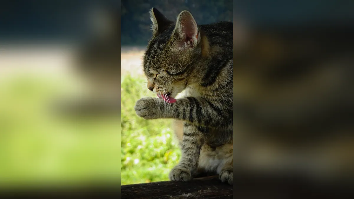 Is Zinc Sunscreen Toxic to Cats? Mineral and Chemical Risks