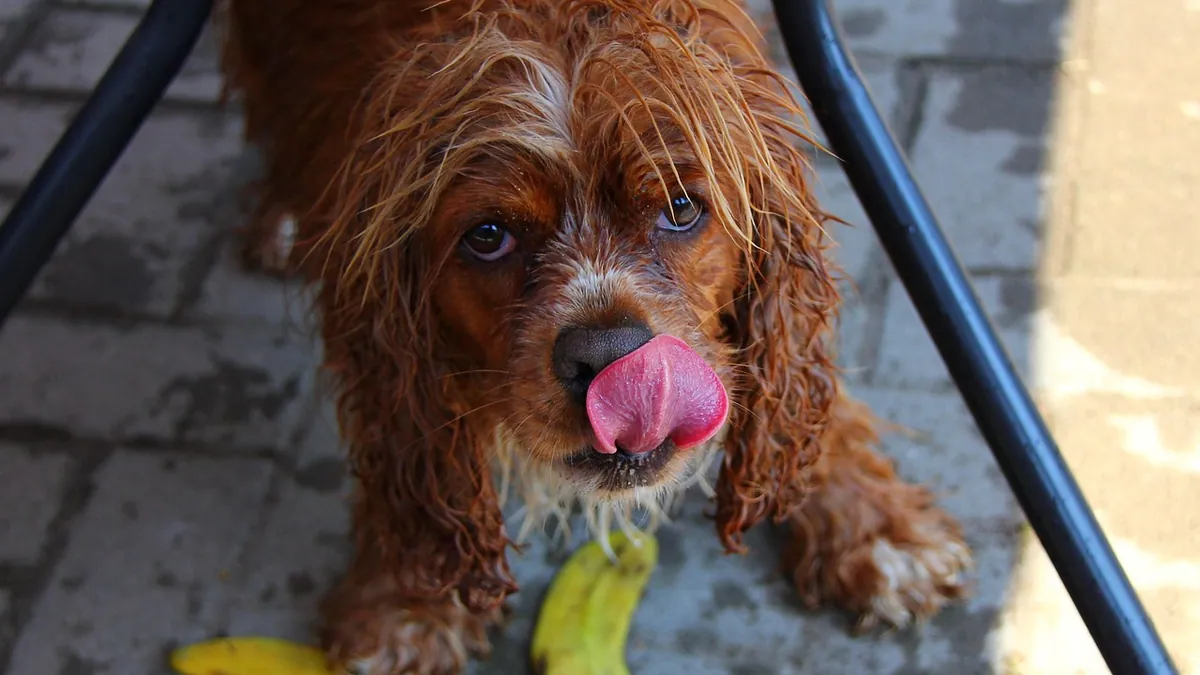 Is Zinc Sunscreen Toxic to Dogs?