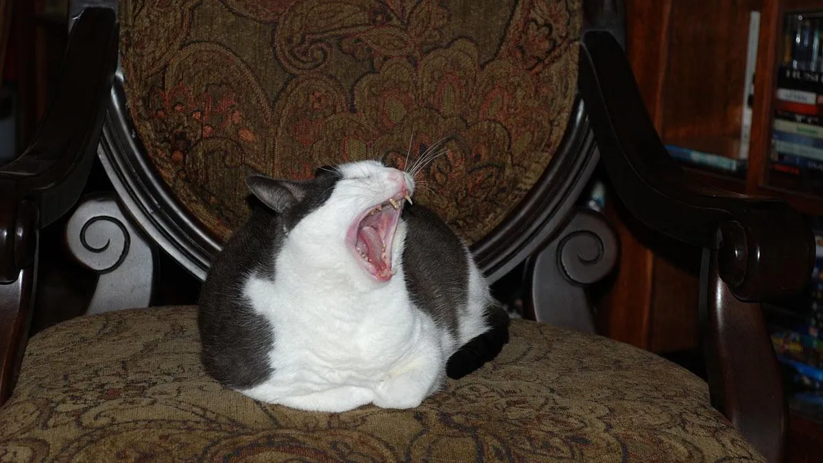 Can You Give a Cat Zofran for Vomiting? Dosage and Safety