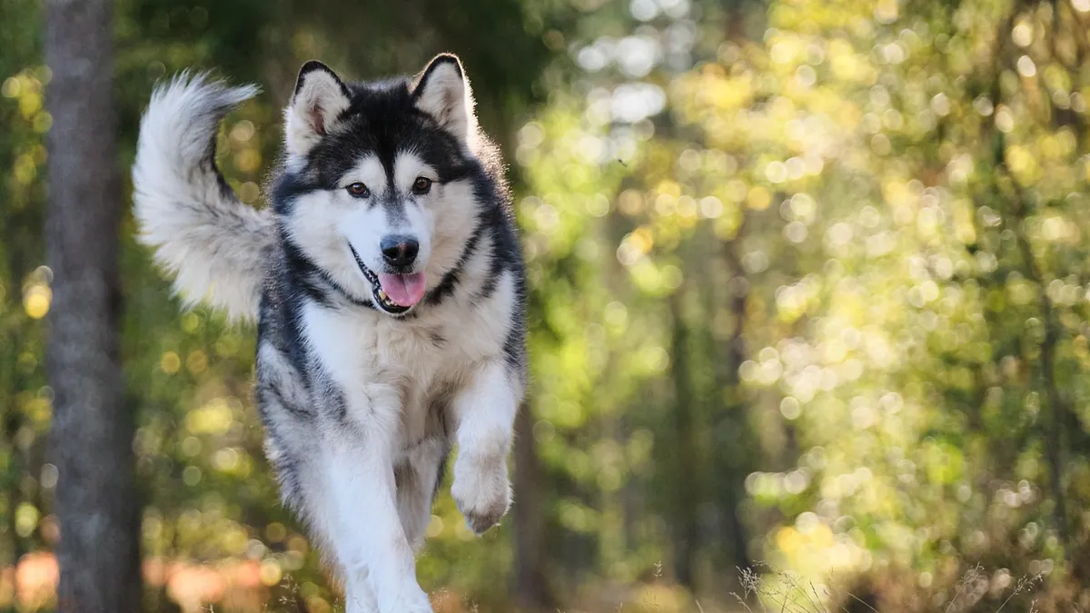Can You Give Your Dog Zoloft for Anxiety? Safety and Dosing