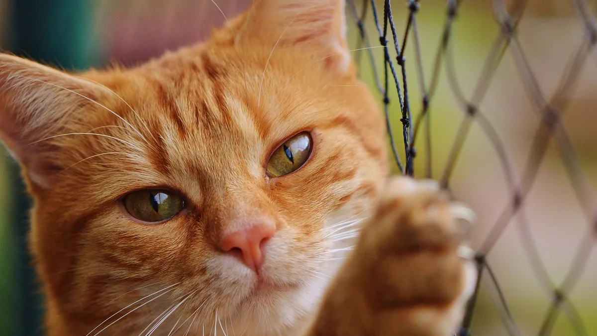 Zonisamide for Cats: Dosage and Side Effects