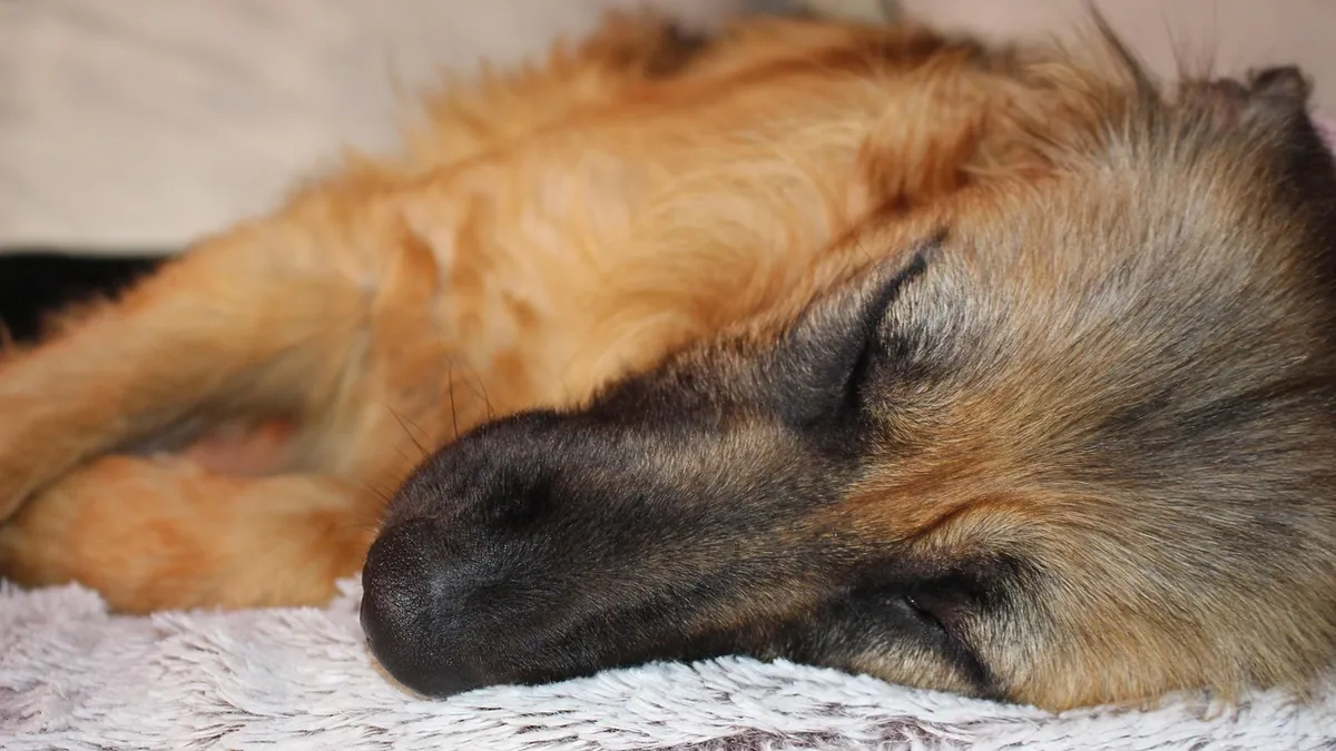 Zonisamide vs Keppra for Dogs: Which Seizure Drug Fits?