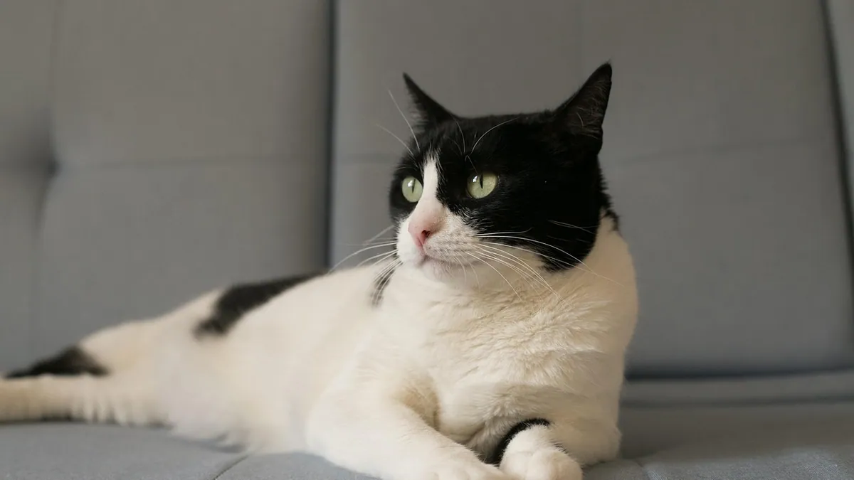 Zonisamide vs Phenobarbital or Keppra for Cats