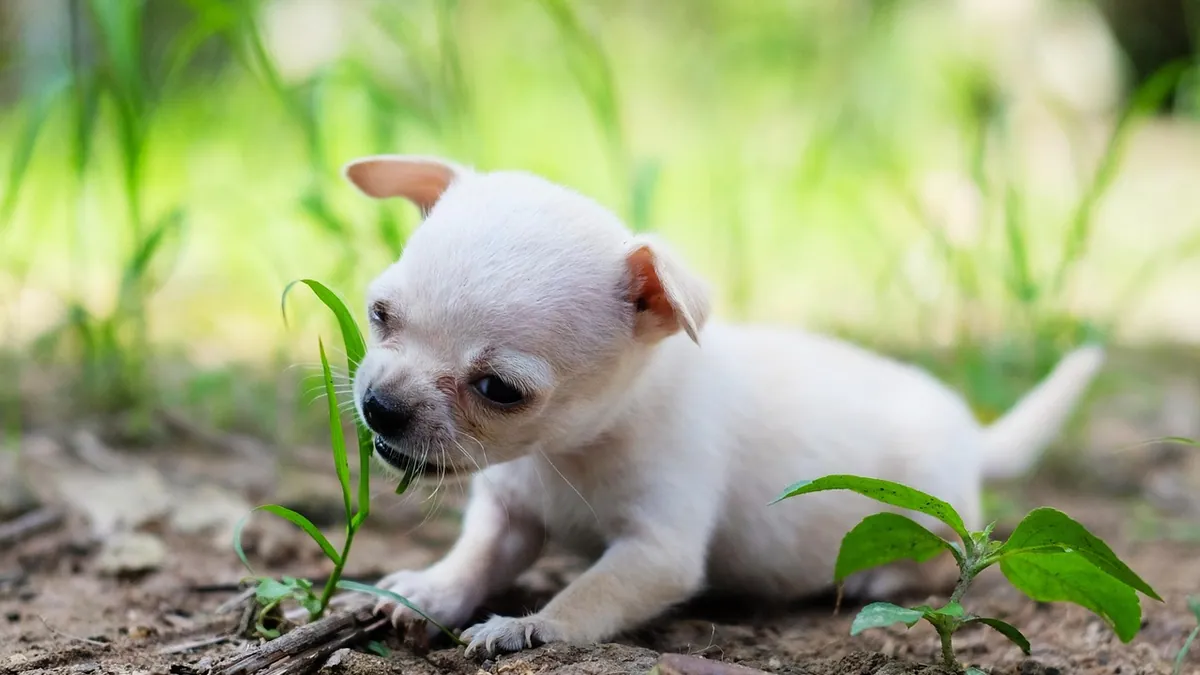 Is Zygocactus (Christmas Cactus) Toxic to Dogs?