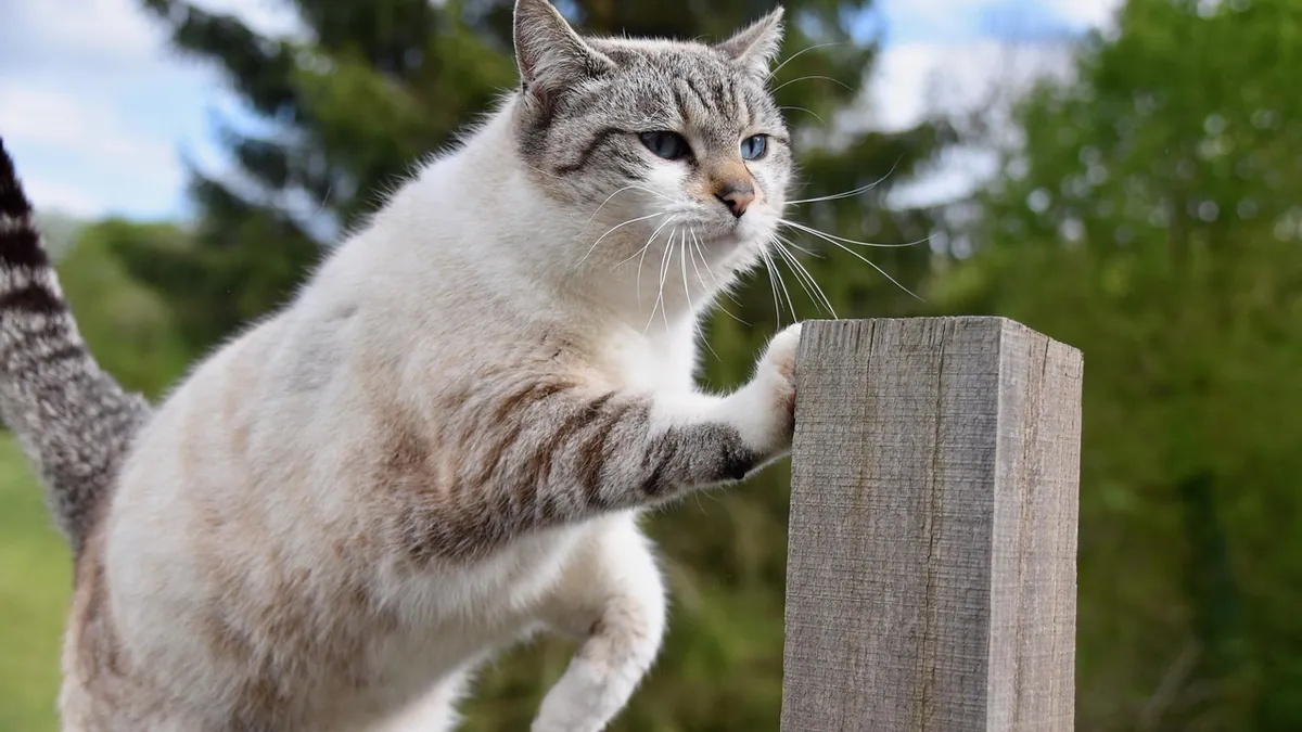 Can You Give a Cat Zylkene or Zyrtec Every Day?