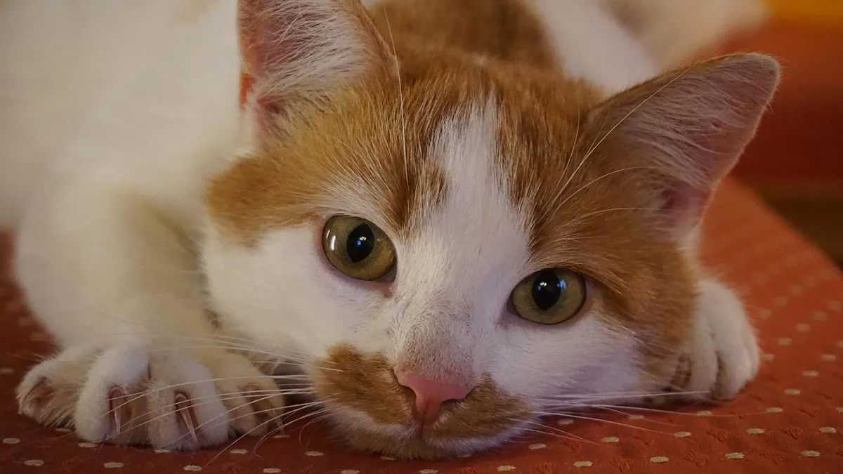 Is Zymox Safe for Cats If They Lick It?