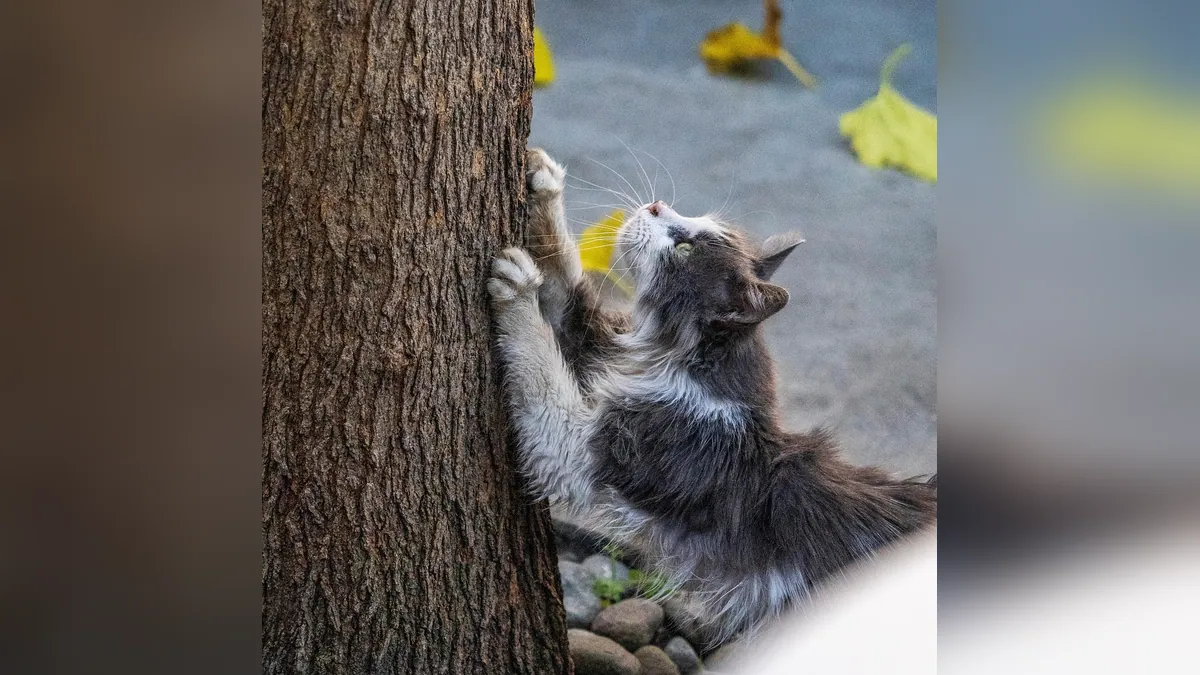 Zyrtec for Cats With Sneezing and Itching