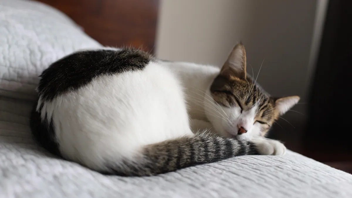 Zyrtec for Cats Side Effects and Safety