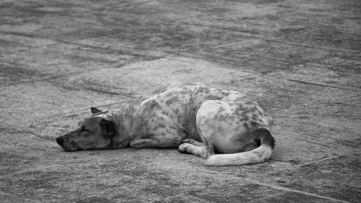 Zyrtec for Dogs With Mast Cell Tumors: Does It Help?
