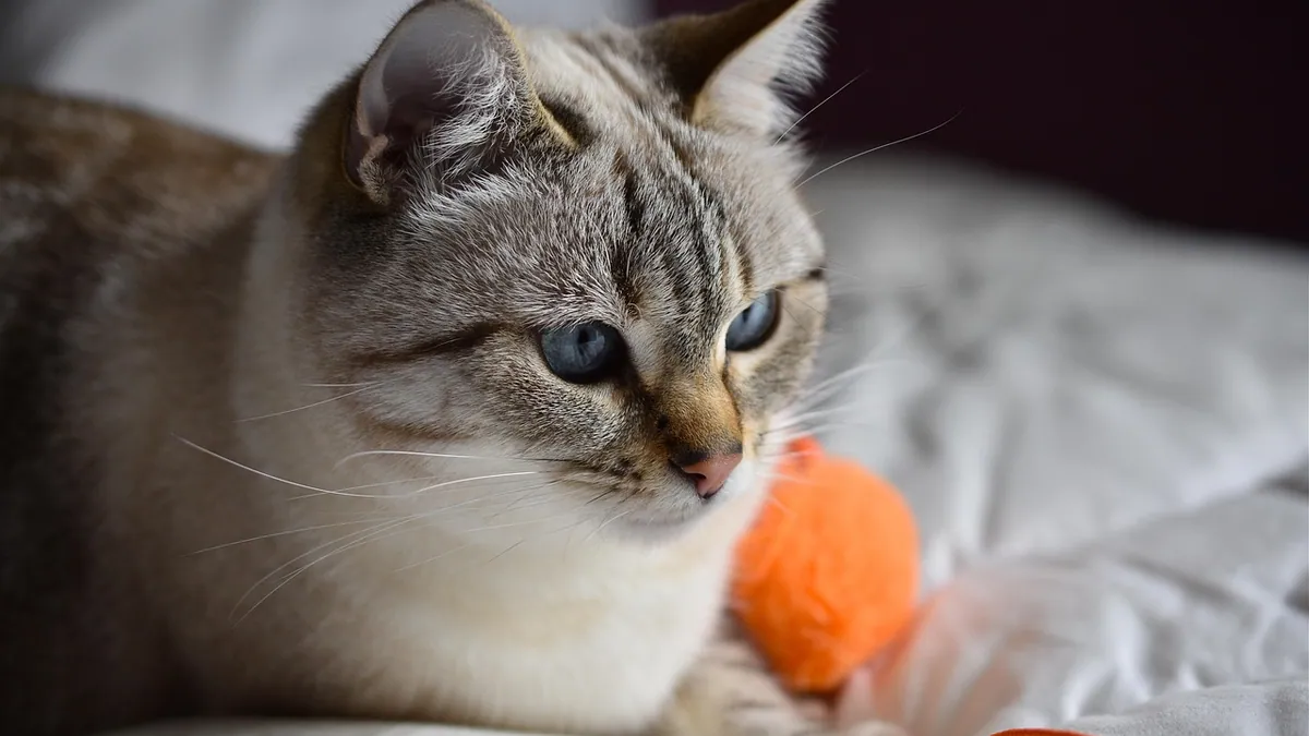 Can You Give a Cat Zyrtec? Dosage and Safety