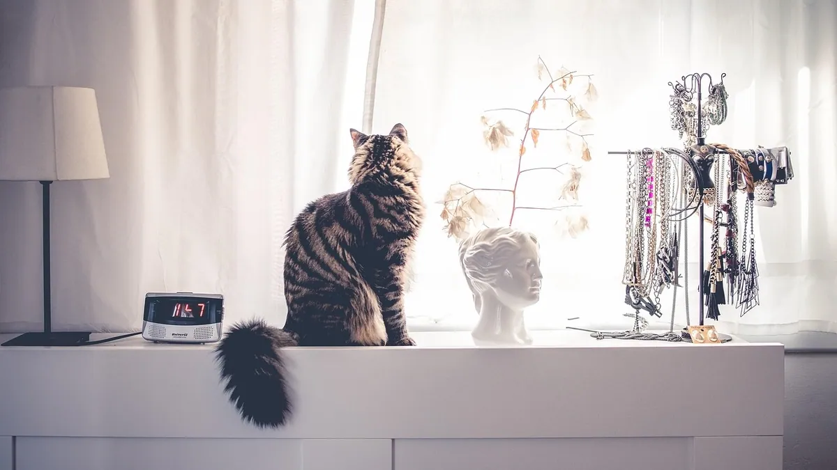 Zyrtec for Cats: How Often You Can Give It and How Long Is Safe