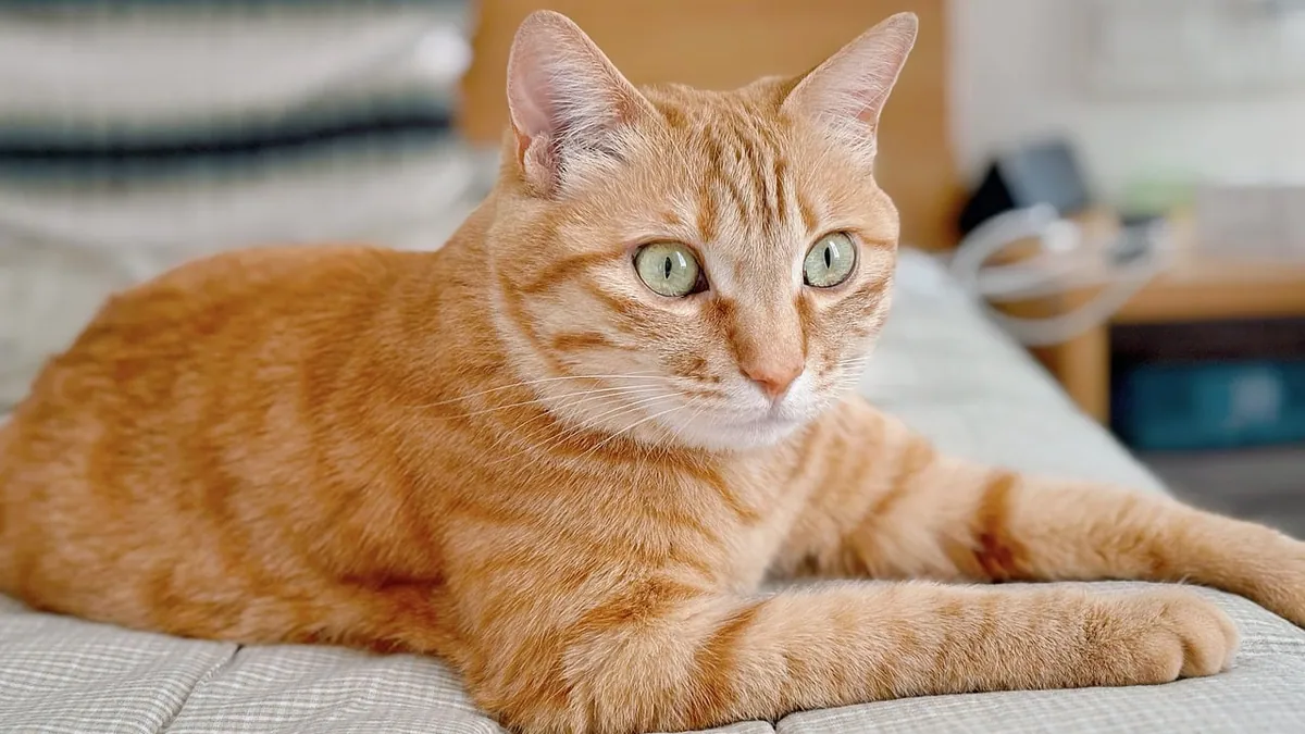Zyrtec for Cats: Liquid vs Tablet Forms