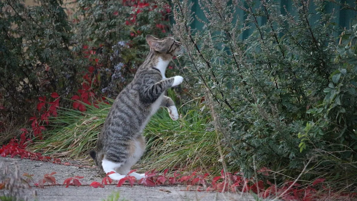 Are ZZ Plants Toxic to Cats? Signs and Safety