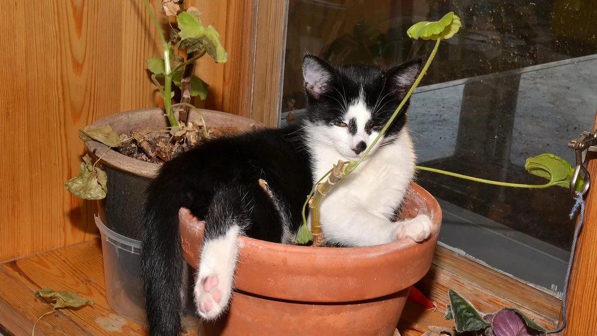 Is ZZ Plant Toxic to Cats? Raven, Black and Other Varieties