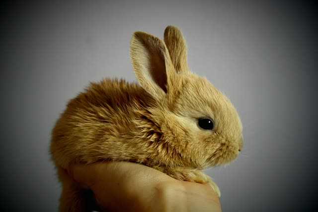Angora Rabbit Grooming and Fiber Care: A Veterinary Perspective