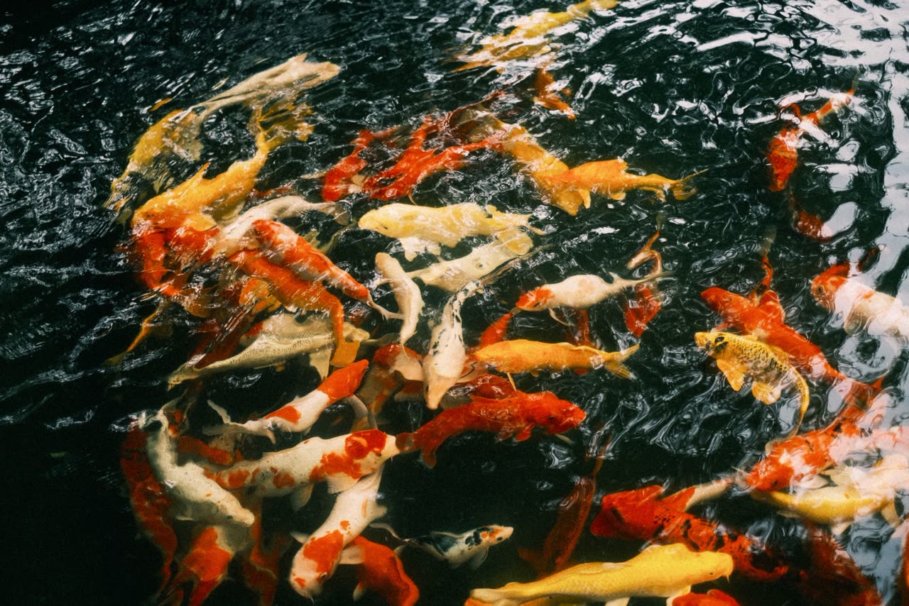 Aquarium Water Hardness: Understanding GH and KH