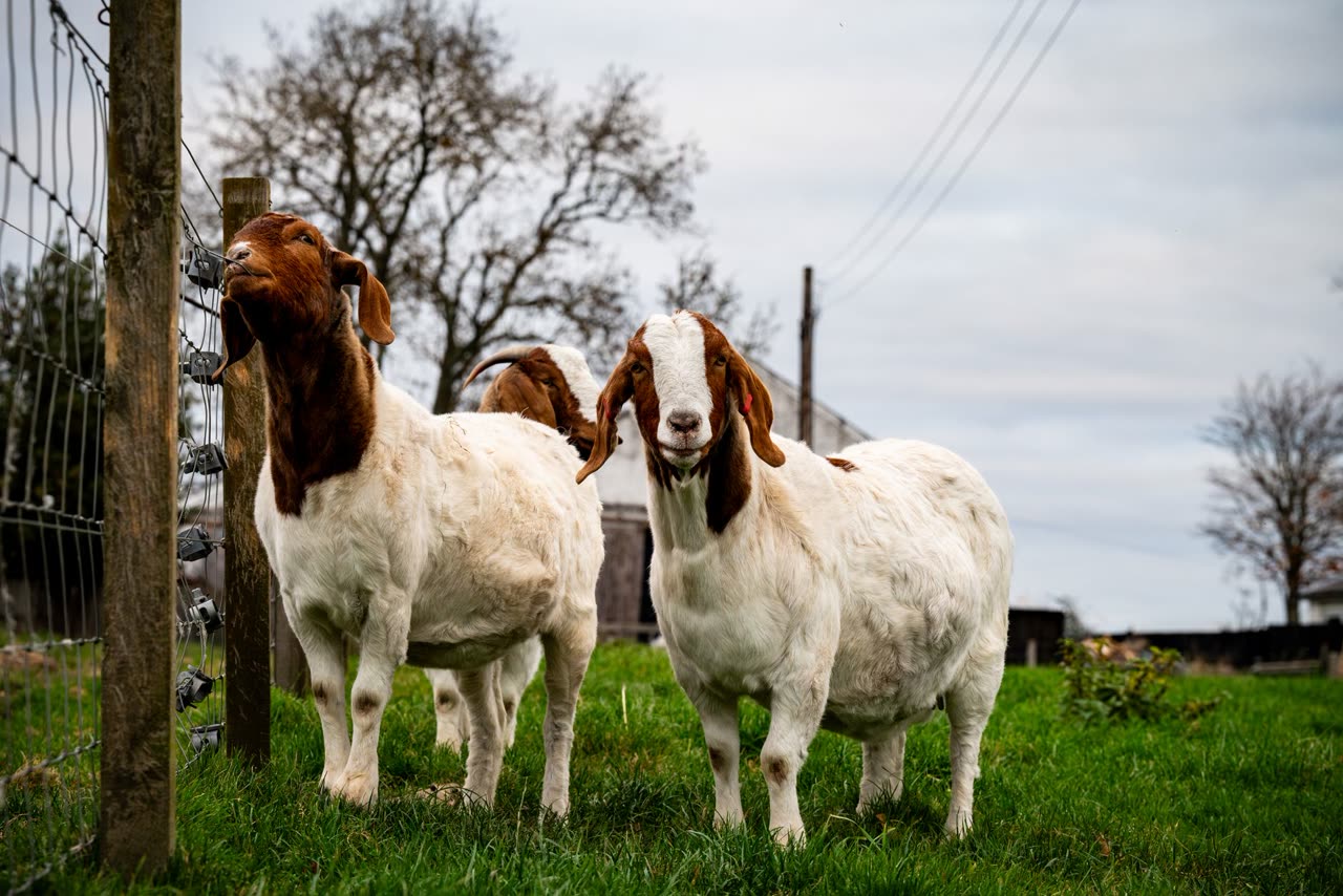 Boer Goat Breed Profile: Characteristics and Management