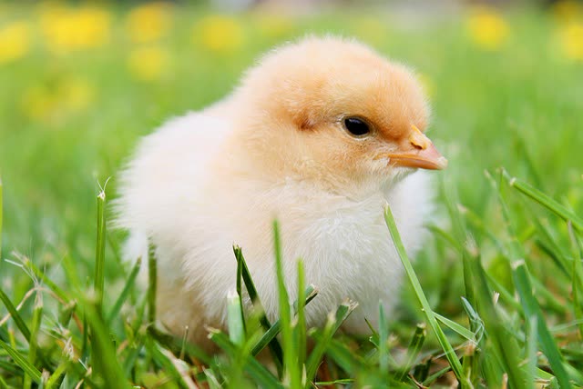 Bumblefoot in Chickens: Recognition, Treatment, and Prevention