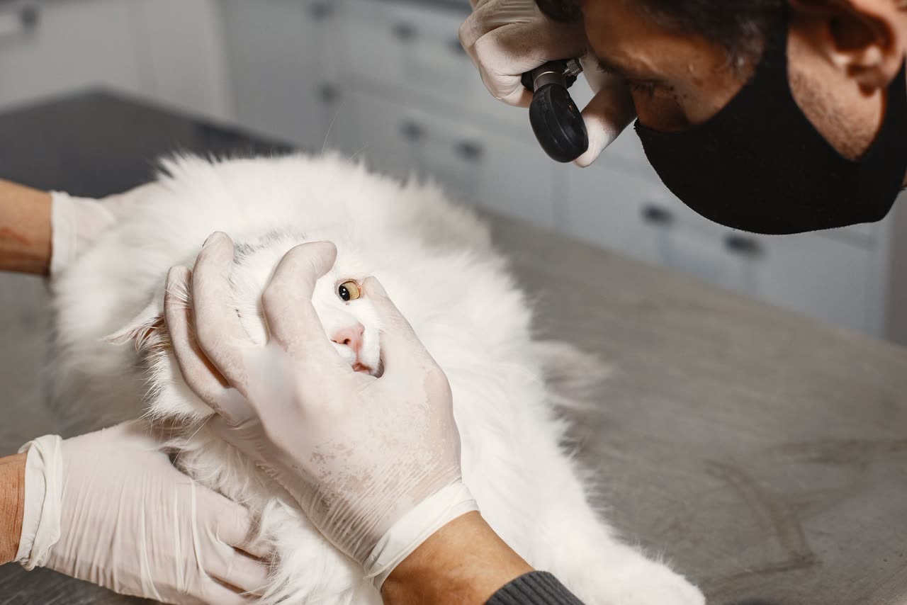 Can Cats Have Peanut Butter? Risks and Healthier Alternatives