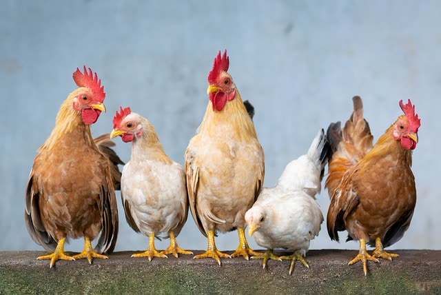 Chicken Coop Essentials: Roosts, Nesting Pads, and Feeder/Waterer Selection