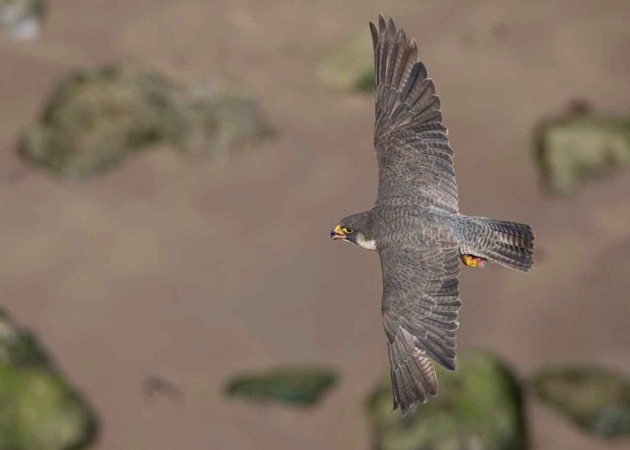 Chicken Flight Capabilities: Why They Fly and How to Manage It