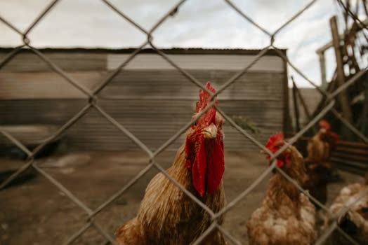 Chicken Run Design and Materials: A Practical Guide for Safe Enclosures