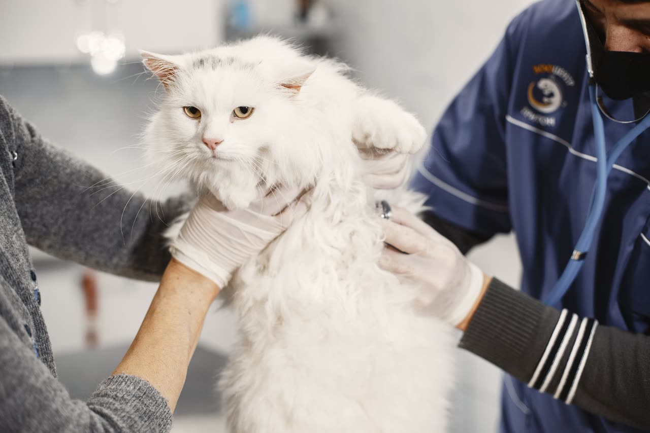 Choosing the Right Kitten Formula: A Veterinary Guide to Milk Replacers