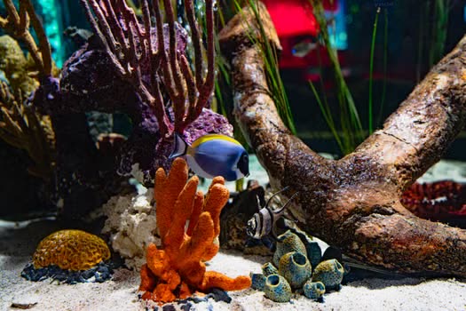 Coral Care: Essential Practices for Healthy Reef Aquariums