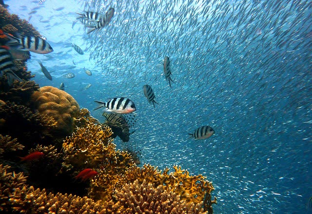 Coral Reef Lighting: PAR Requirements and Spectrum for Photosynthesis