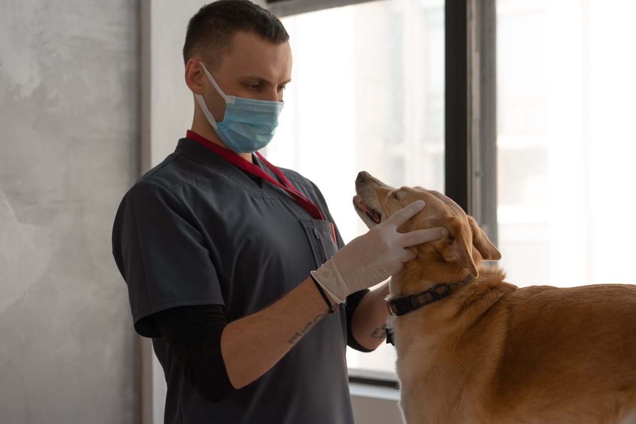 Cute Dogs: The Science of Cuteness and Its Impact