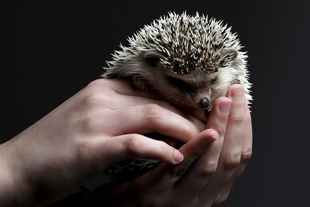 Czech Hedgehog: Historical Toy or Living Animal? Clarifying the Term