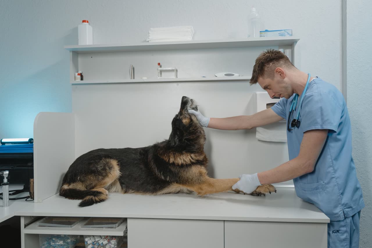 Dental Chews for Dogs: Efficacy, Safety, and Selection Criteria