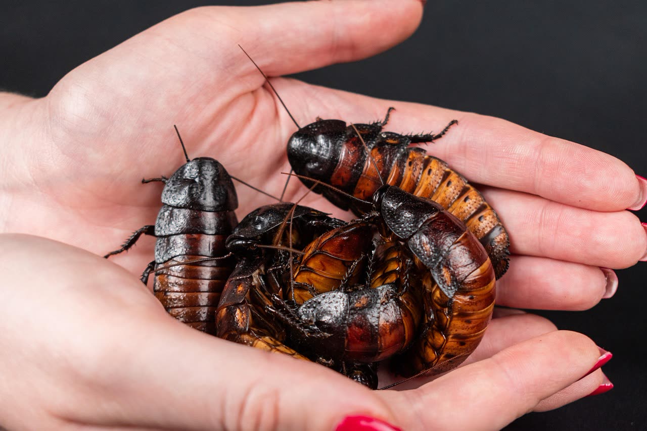 Do Madagascar Hissing Cockroaches Bite? Safety and Handling