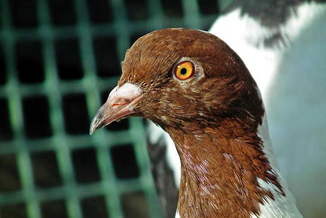 Dove Species as Pets: Which Dove Is Right for You?