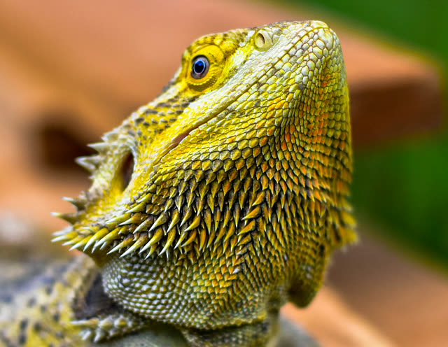 Dubia Roaches as a Staple Feeder Insect for Bearded Dragons: Nutritional Analysis and Gut-Loading Protocols