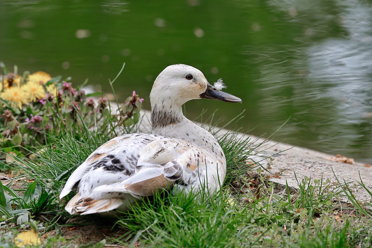 Duck Coop Design and Management: Creating a Safe and Functional Habitat