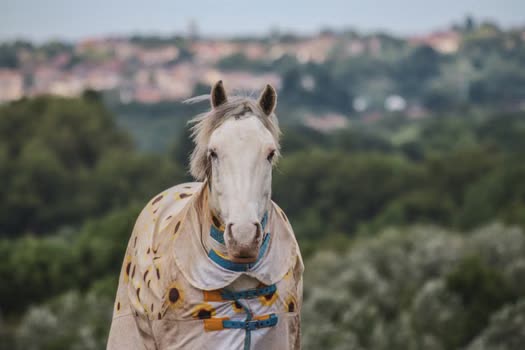 Equine Strangles: Clinical Signs, Diagnosis, and Biosecurity