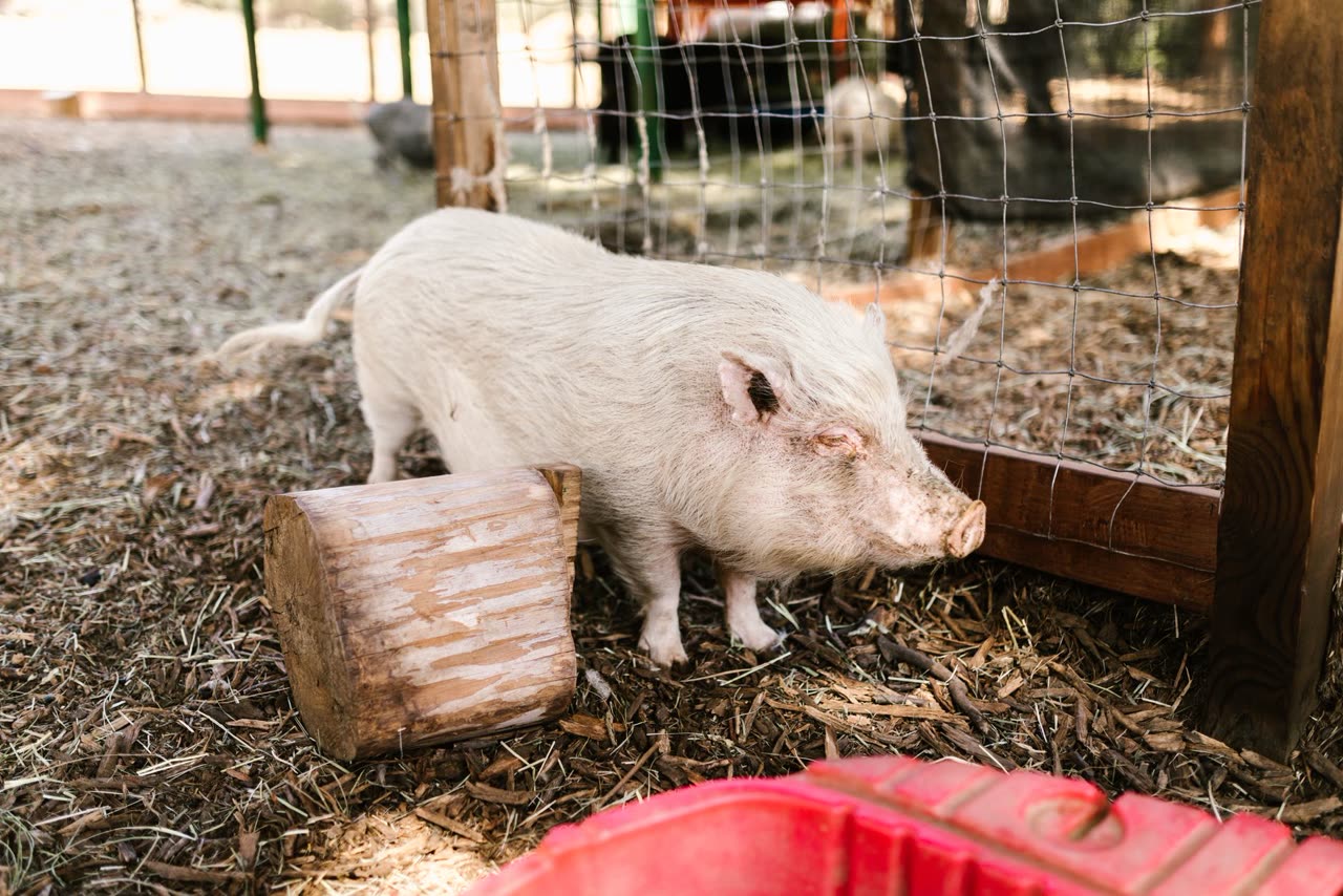 Ferret Enrichment: DIY Toys and Activities for Mental Stimulation