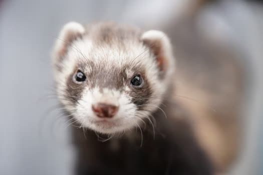 Ferret Veterinary Care: What to Expect and How to Prepare