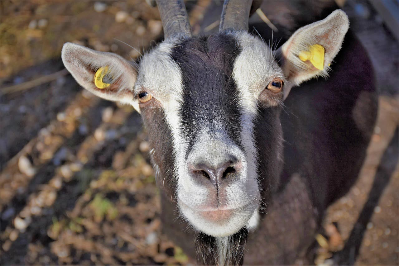 Goat Breeds: A Comparative Overview for Selection