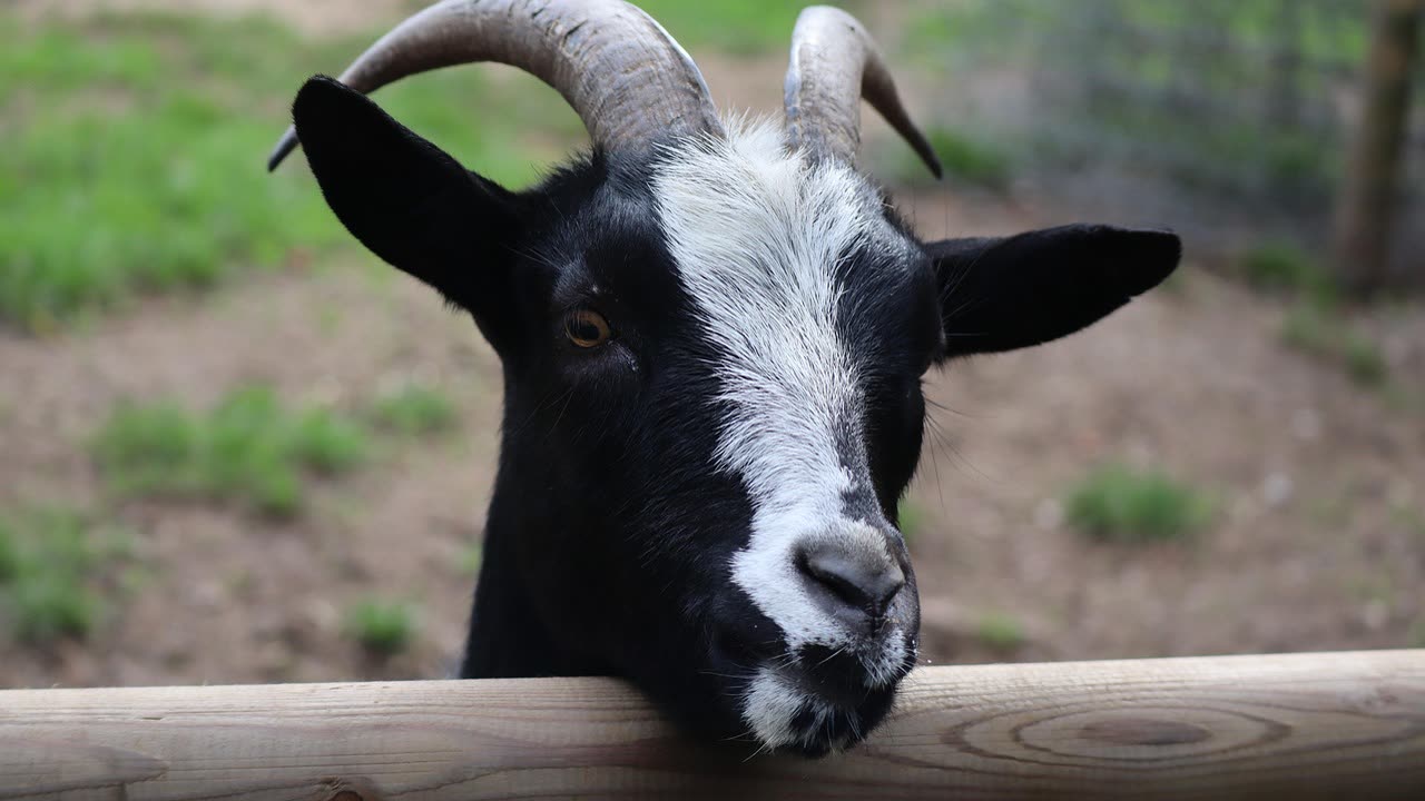 Goat Fencing and Shelter: Secure Housing for Your Herd